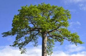lifeandearth